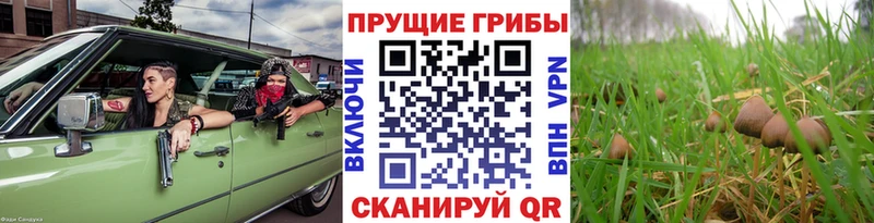 купить наркотики сайты Верхотурье Галлюциногенные грибы Cubensis